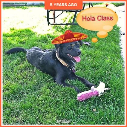 gracie gracie